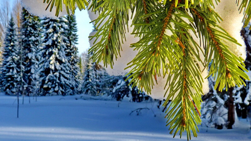 Pine Branch with Snow — Green, Serene