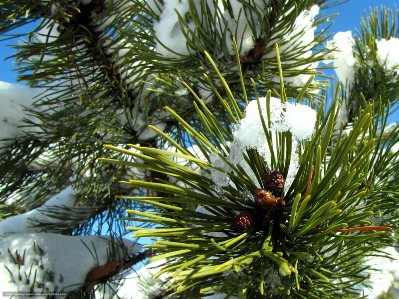 Pine Branch with Snow — Green, Serene, Winter