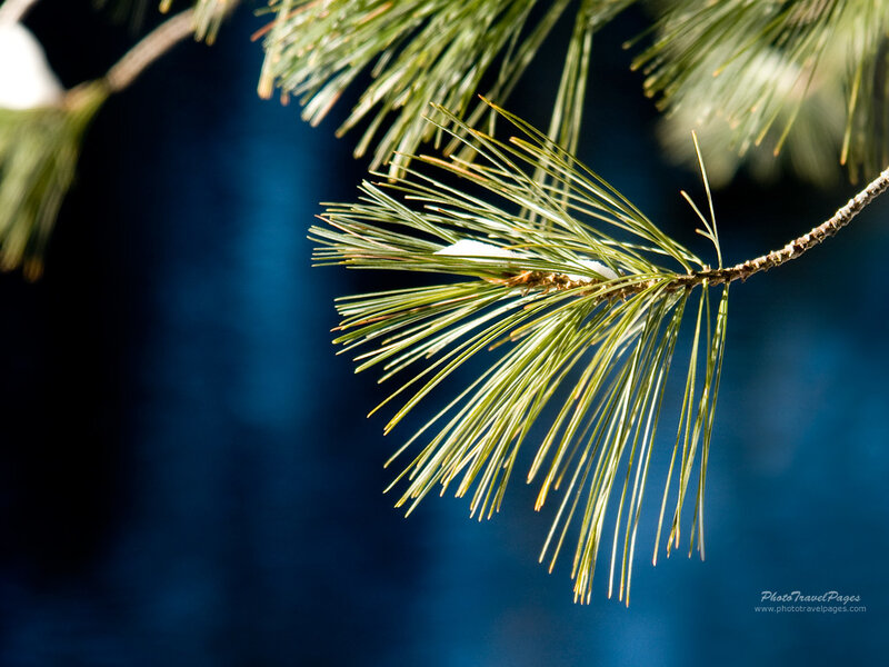 Pine Branch with Snow — Green