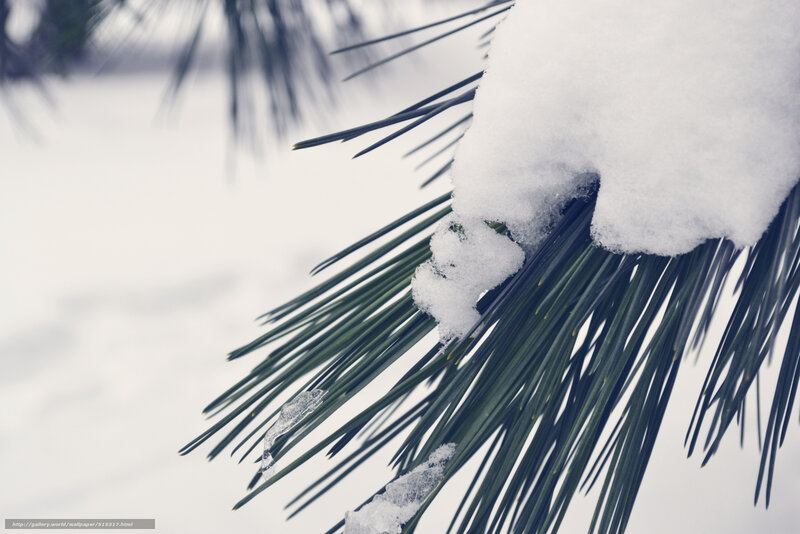 Pine Branch with Snow — White, Calm