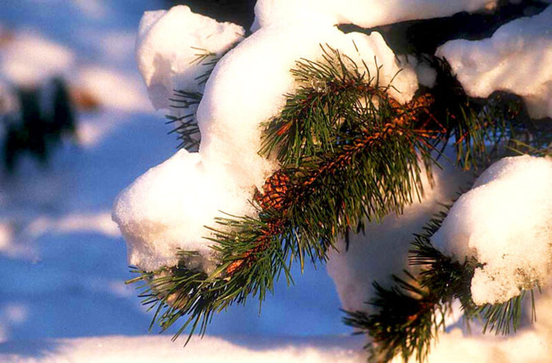 Pine Branch with Snow — White, Serene
