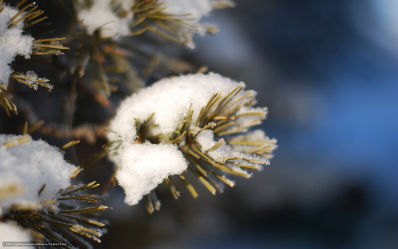 Pine Branch with Snow — White, Serene, Winter