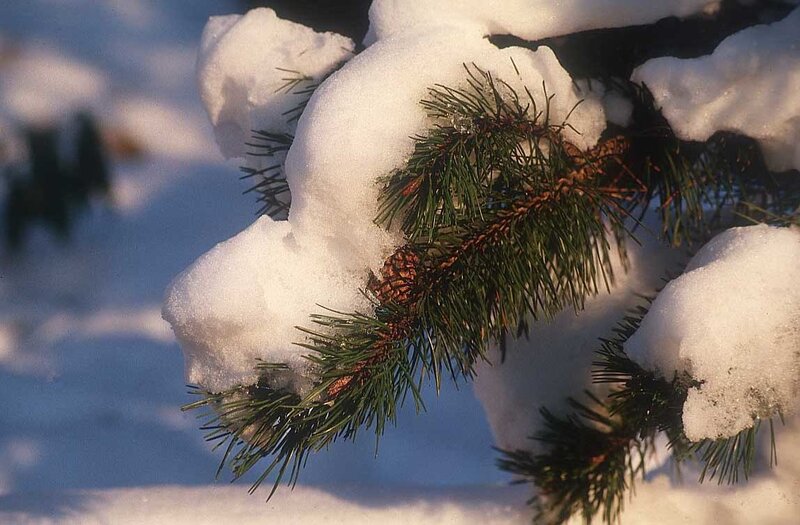 Pine Branch with Snow — White