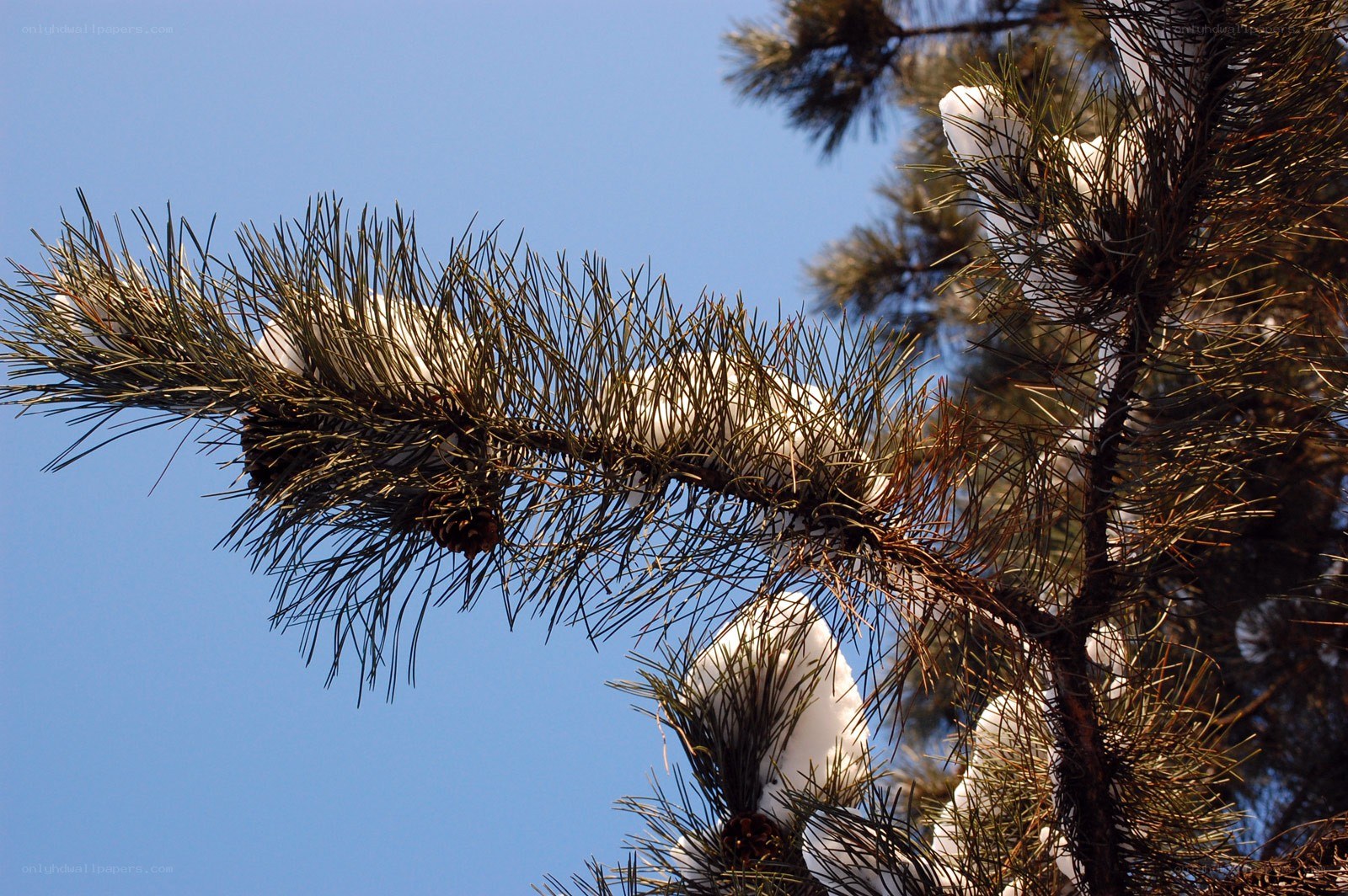 pine branch with snow