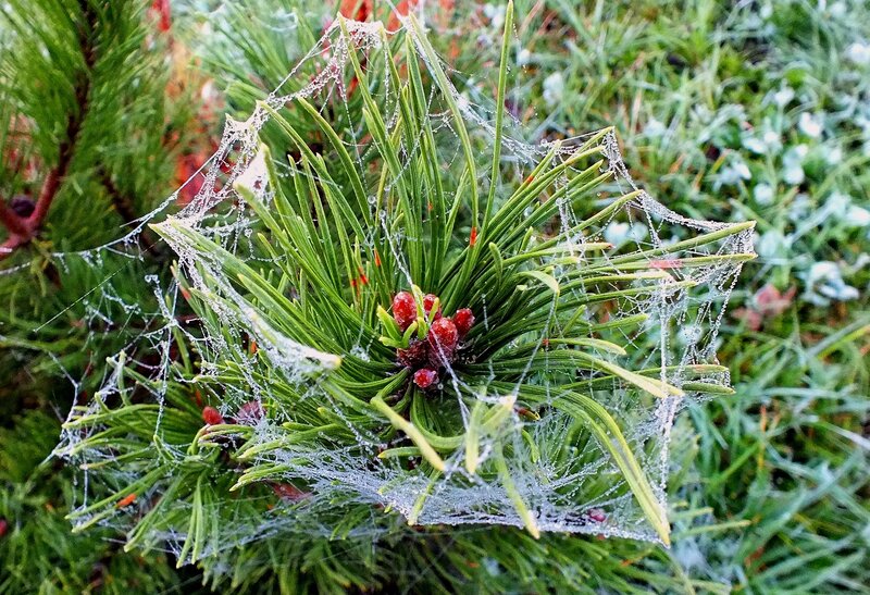Pine Branch with Spiderweb