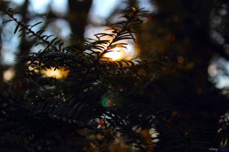 Pine Branch with Sun