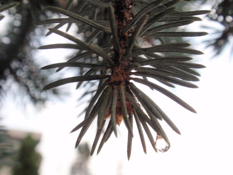pine branch with water droplet