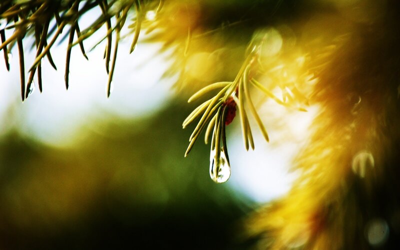 Pine Branch with Water Droplet — Green