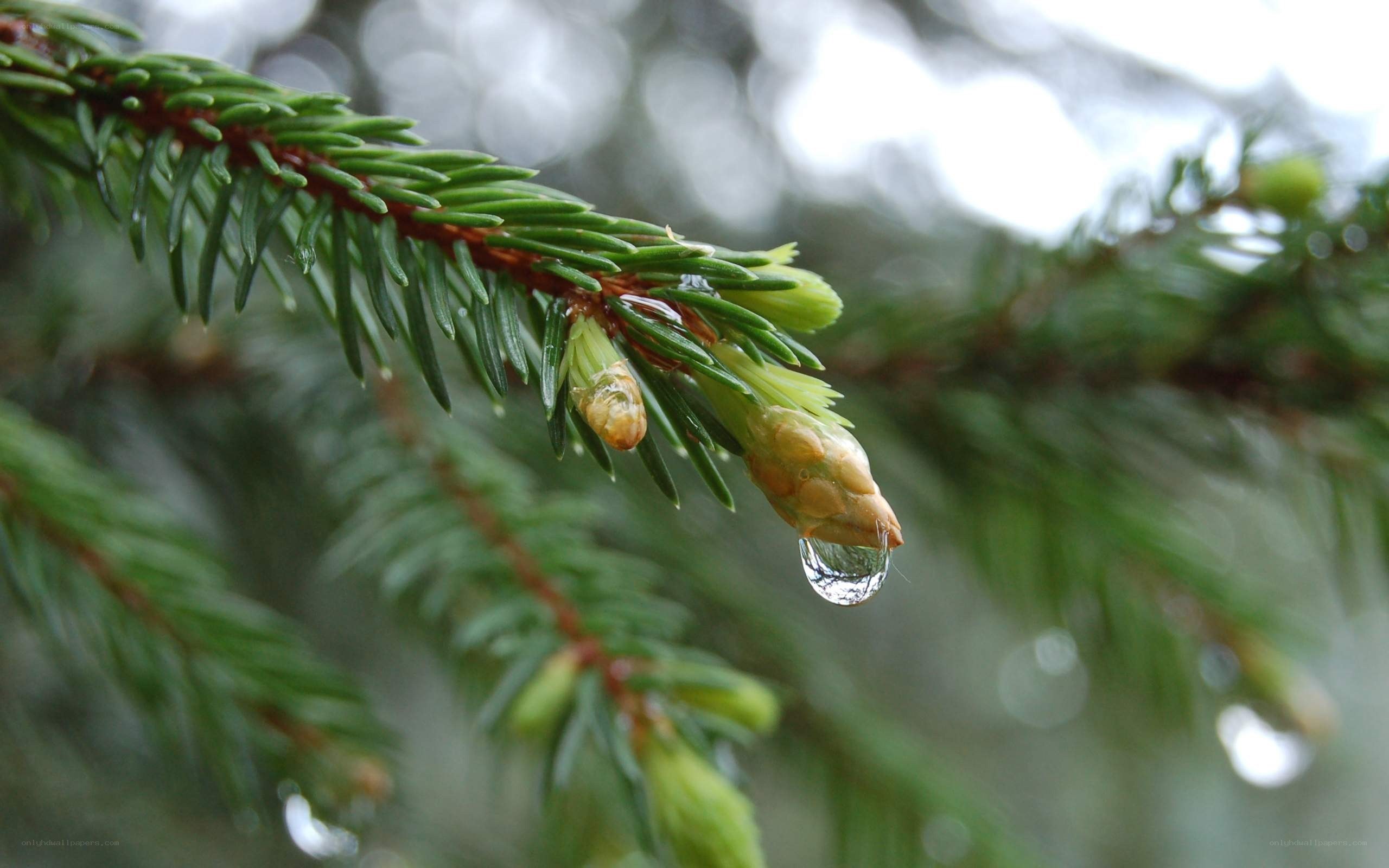 pine branch with water droplet