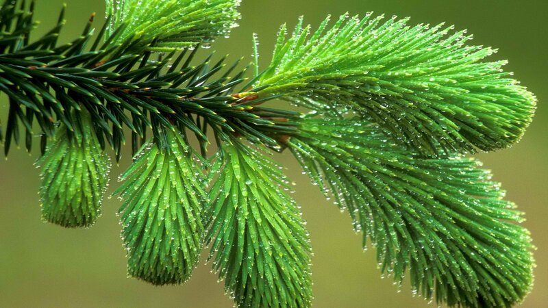 pine branch with water droplets