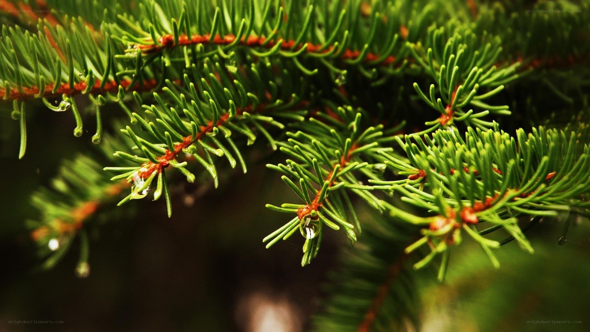 pine branch with water droplets