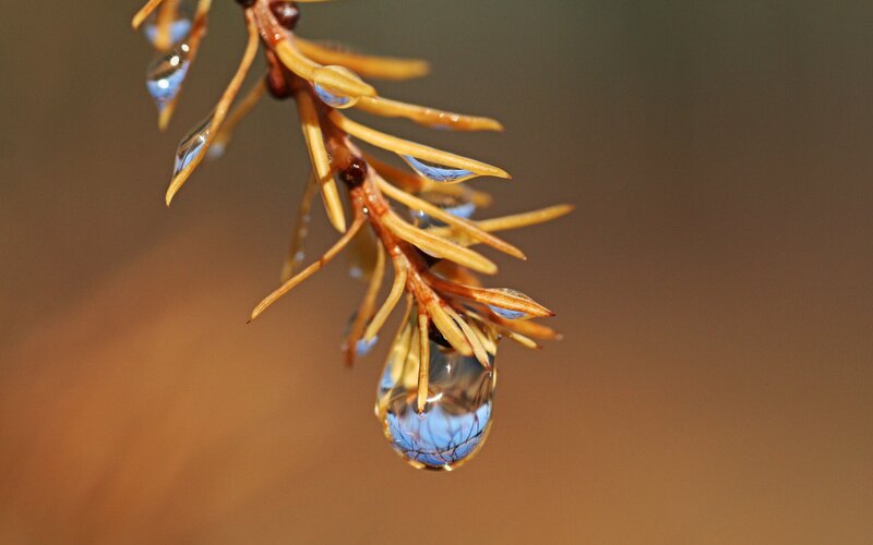 Pine Branch with Water Droplets — Brown