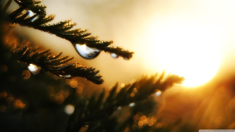 Pine Branch with Water Droplets — Gold, Serene