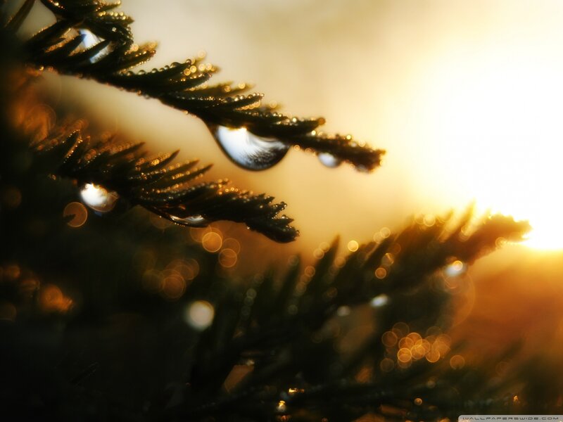 Pine Branch with Water Droplets — Gold