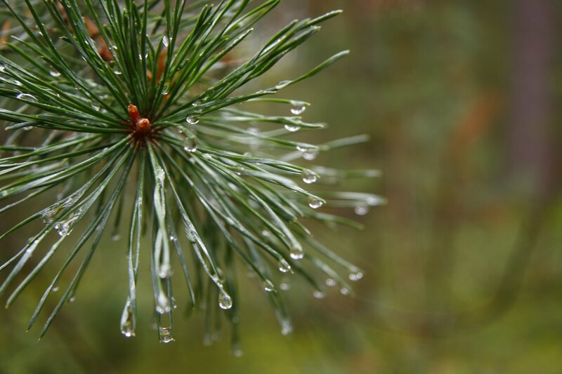 Pine Branch with Water Droplets — Green, Calm, Morning