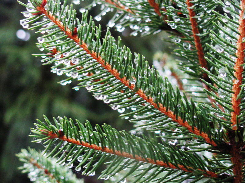 Pine Branch with Water Droplets — Green, Calm, Photograph
