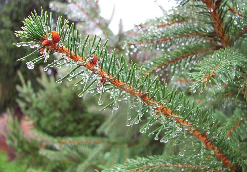 Pine Branch with Water Droplets — Green, Calm