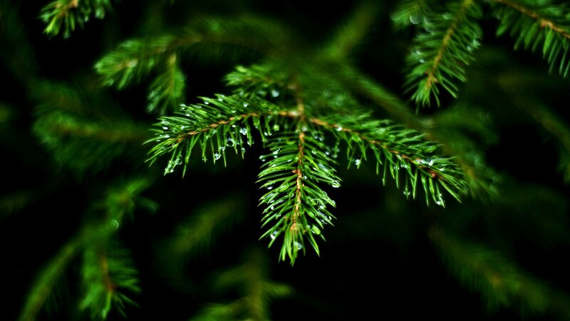Pine Branch with Water Droplets — Green, Serene, Photograph