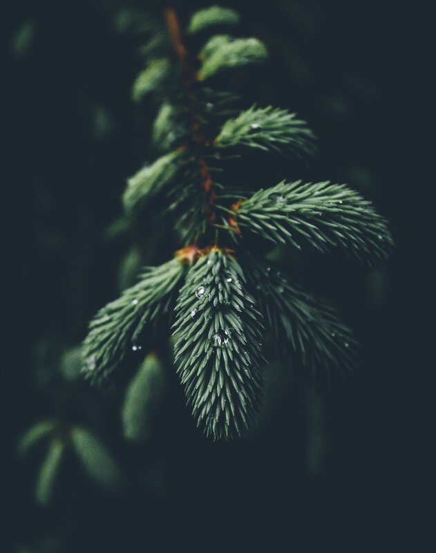 Pine Branch with Water Droplets — Green, Serene, Photograph, Water Droplets
