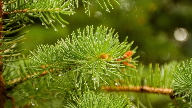 Pine Branch with Water Droplets — Green, Serene, Spring