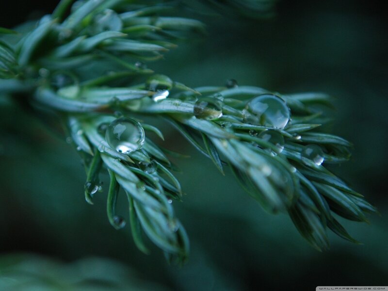 Pine Branch with Water Droplets — Green, Serene