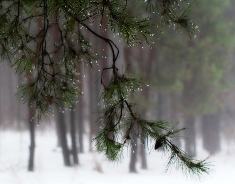 Pine Branch with Water Droplets — Green, Serene, Winter
