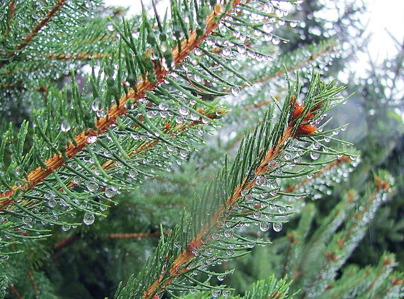 Pine Branch with Water Droplets — Green