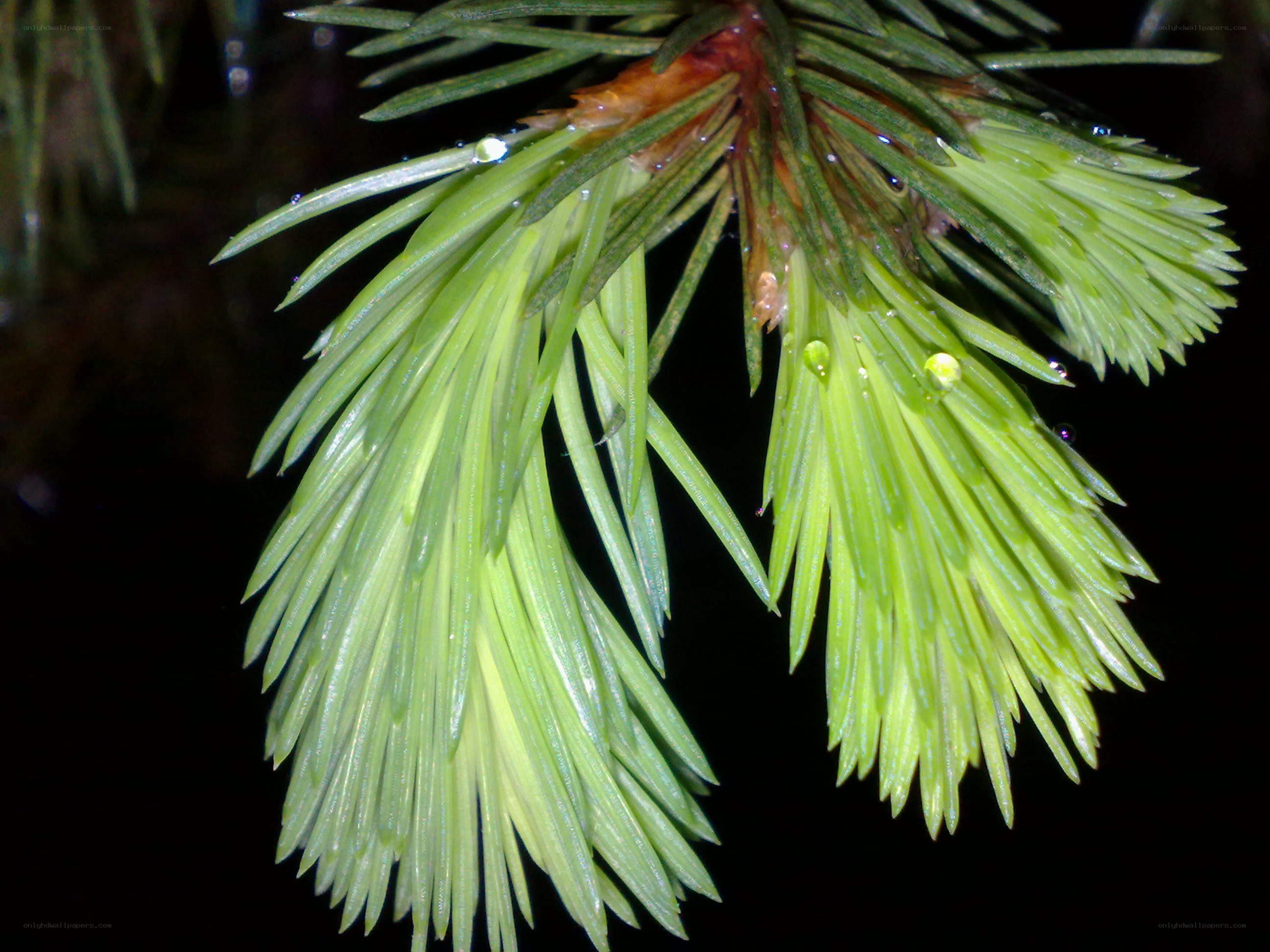 pine branch with water droplets