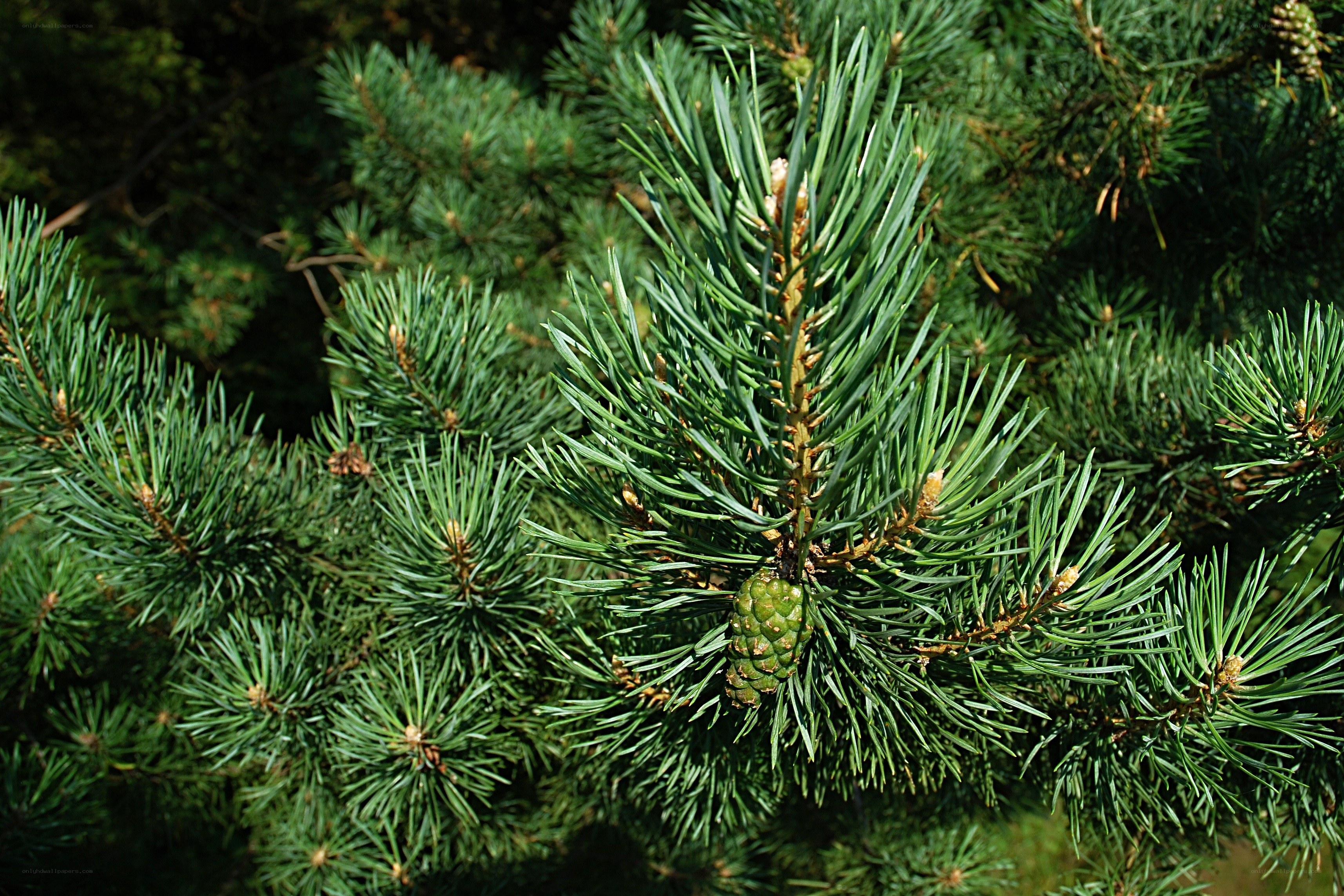 Pine branch with young cone