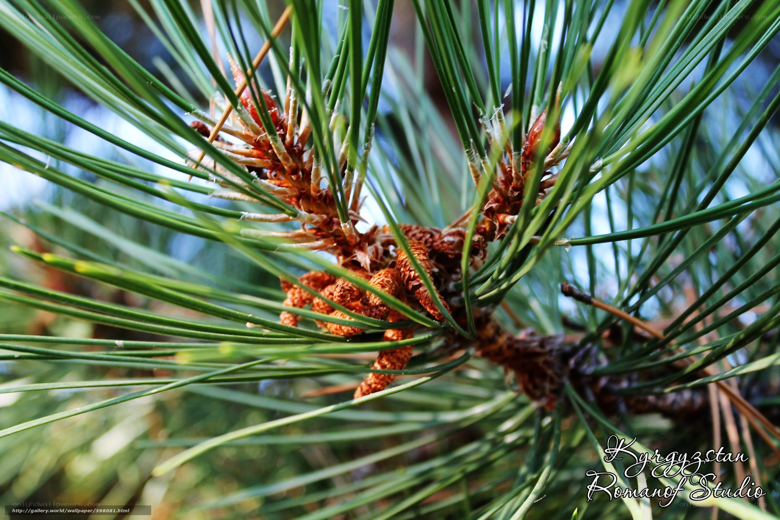 Pine branch with young cones
