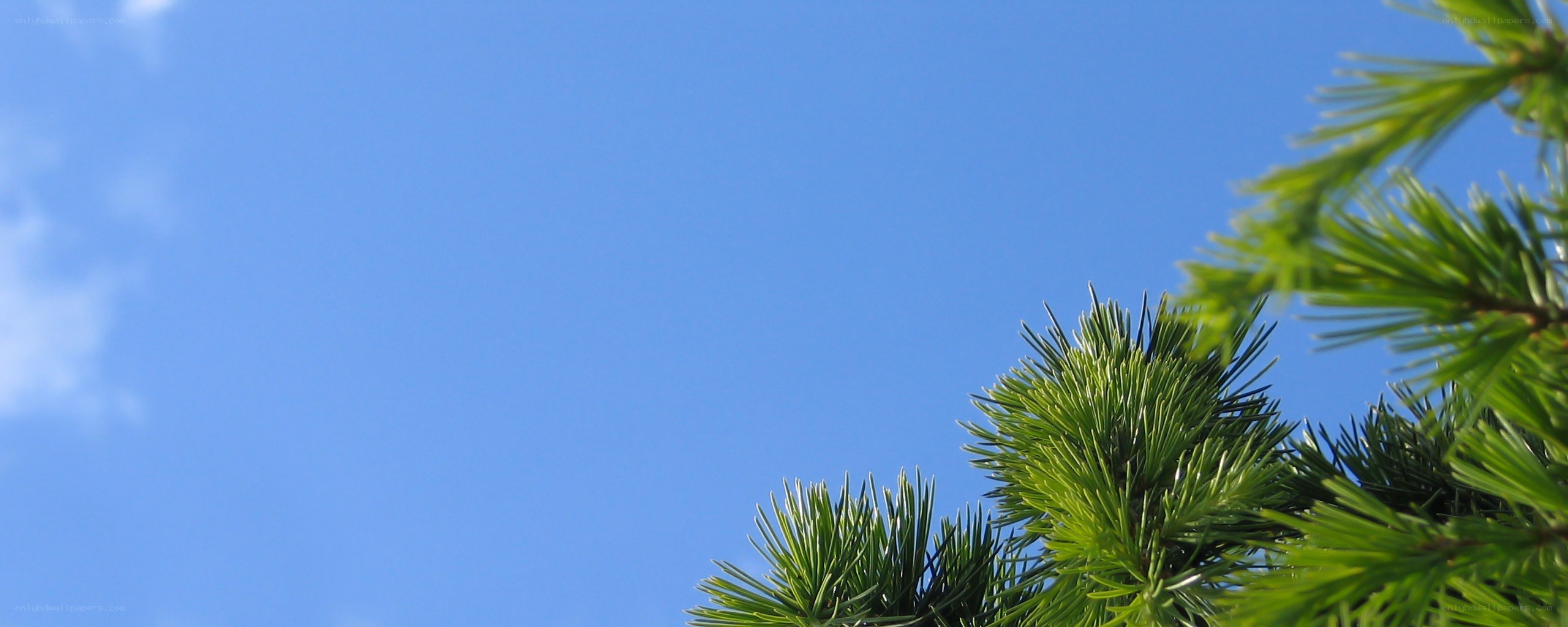 pine branches against blue sky