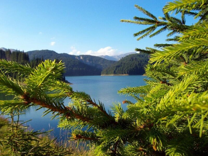 Pine Branches and Lake