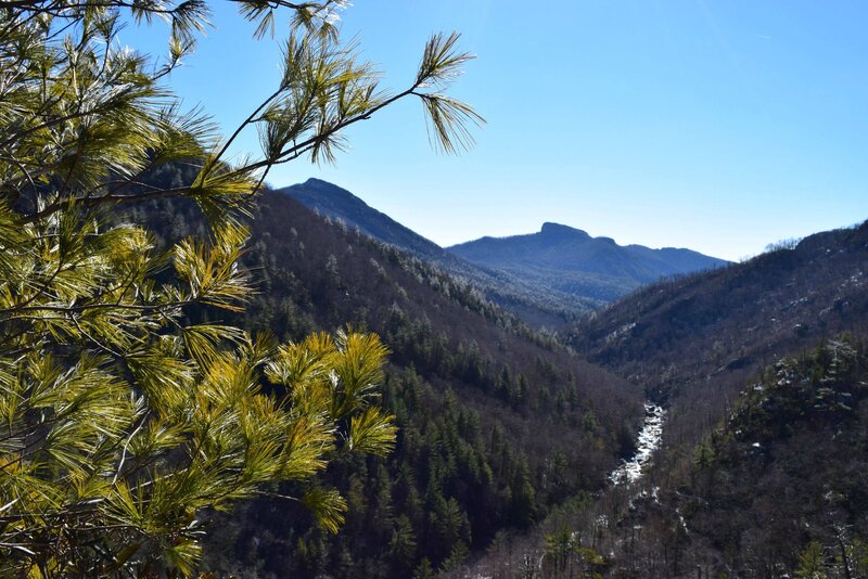 Pine Branches and Mountains