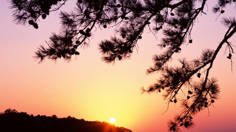 Pine Branches at Sunset — Orange