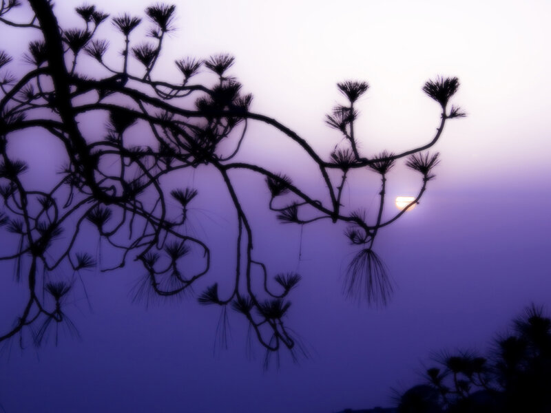 Pine branches at sunset