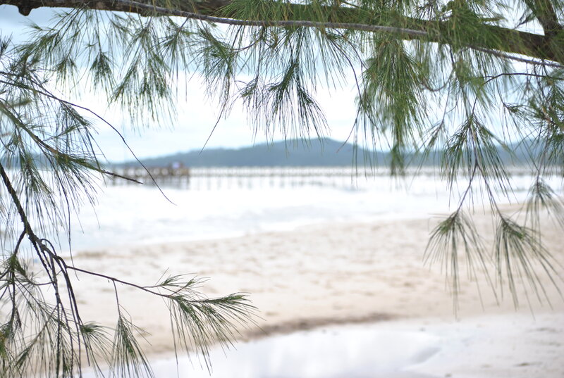 Pine branches frame a beach view