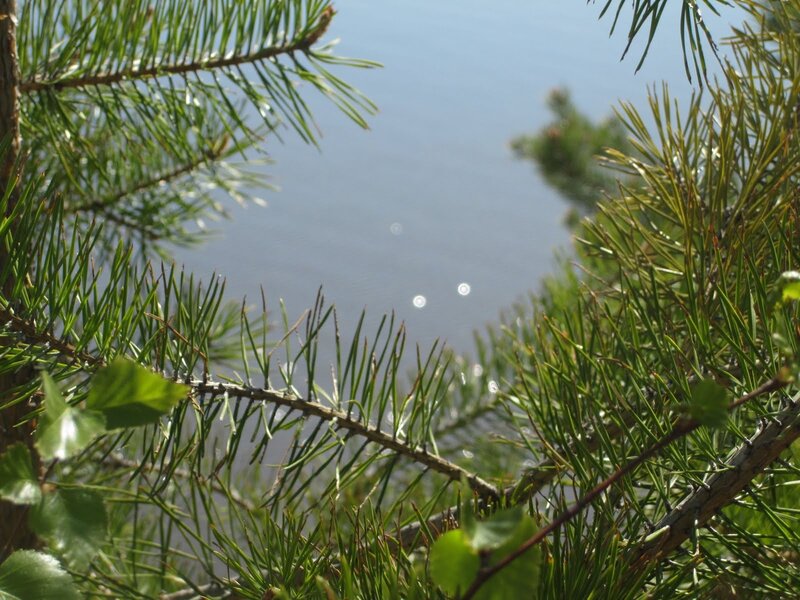 Pine branches framing a lake