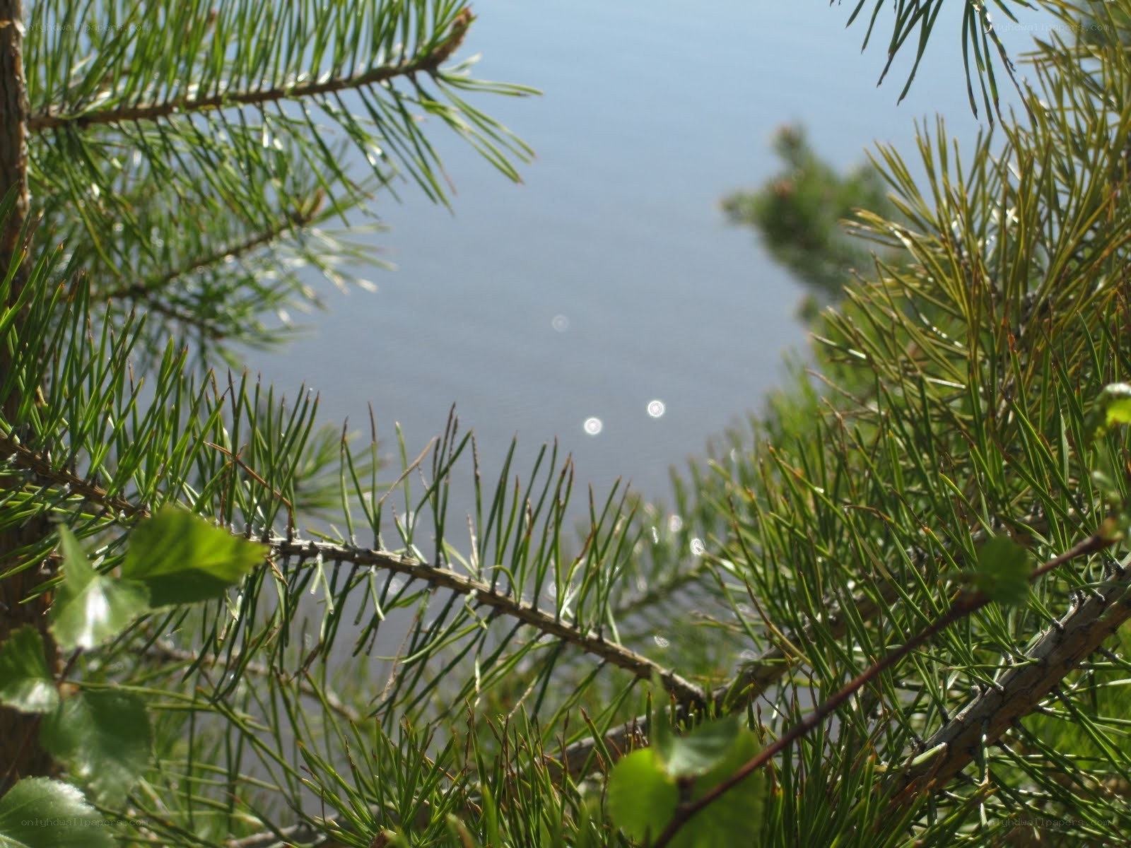 Pine branches framing a lake
