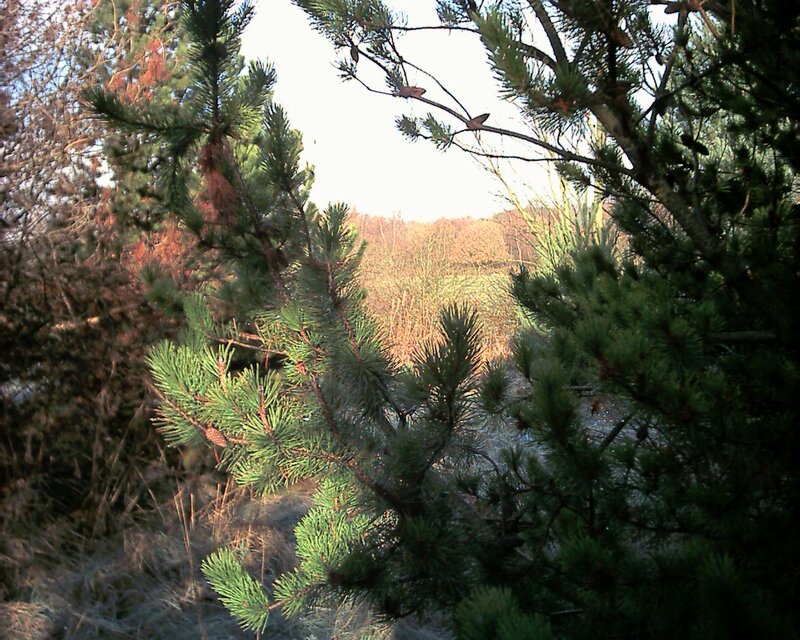 pine branches in a forest