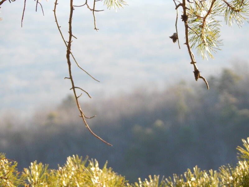 Pine Branches in Fog — Green, Serene