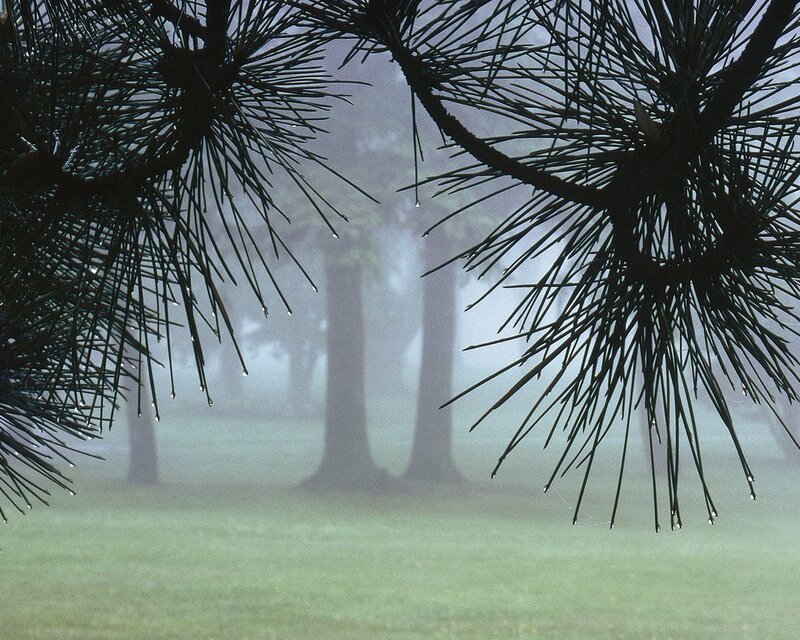 Pine Branches in Fog — Green