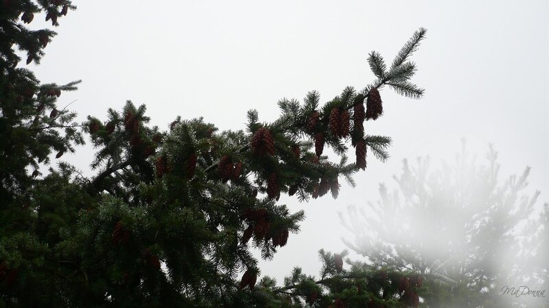 Pine branches in fog