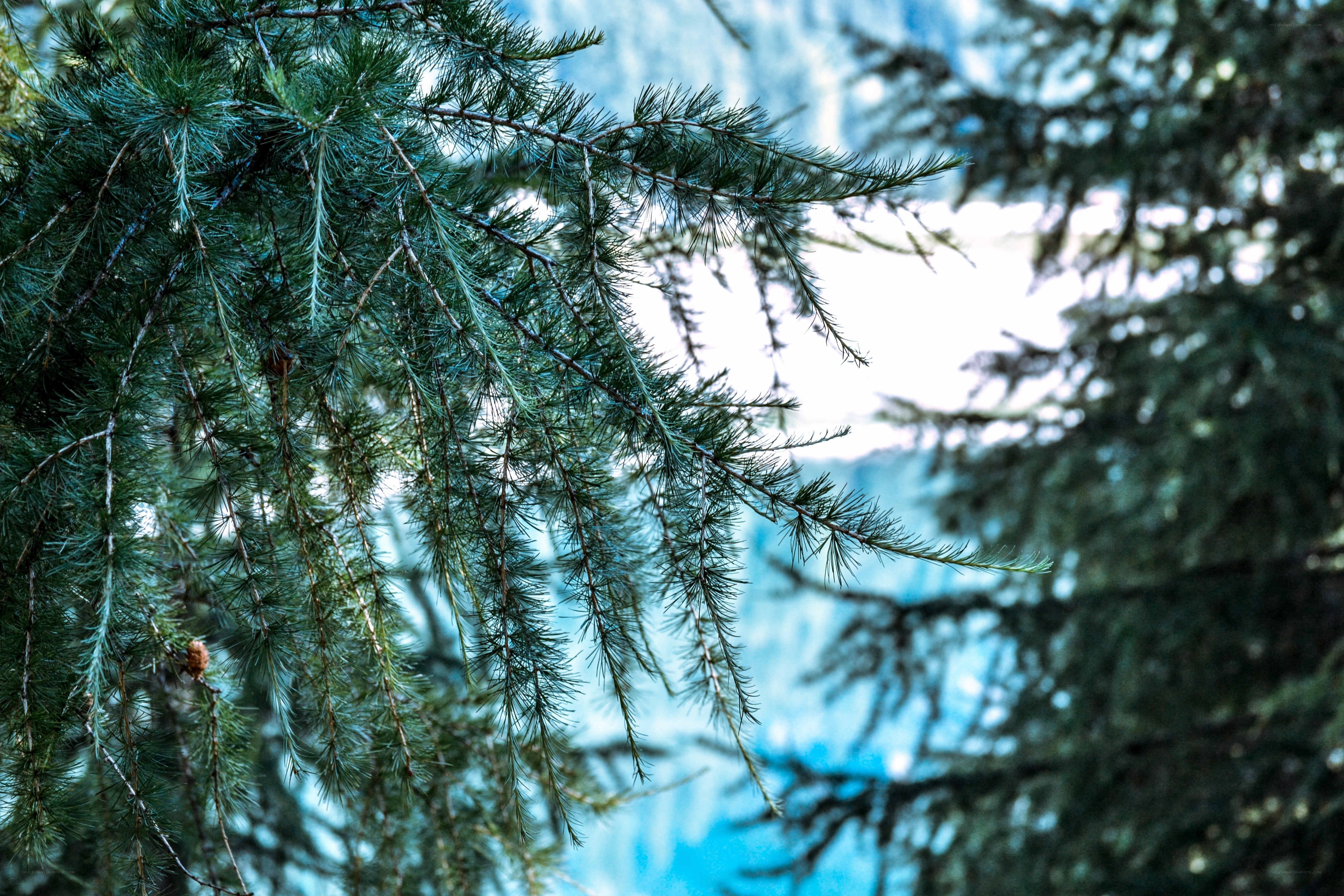 pine branches in forest