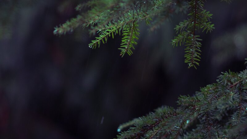 Pine Branches in Rain