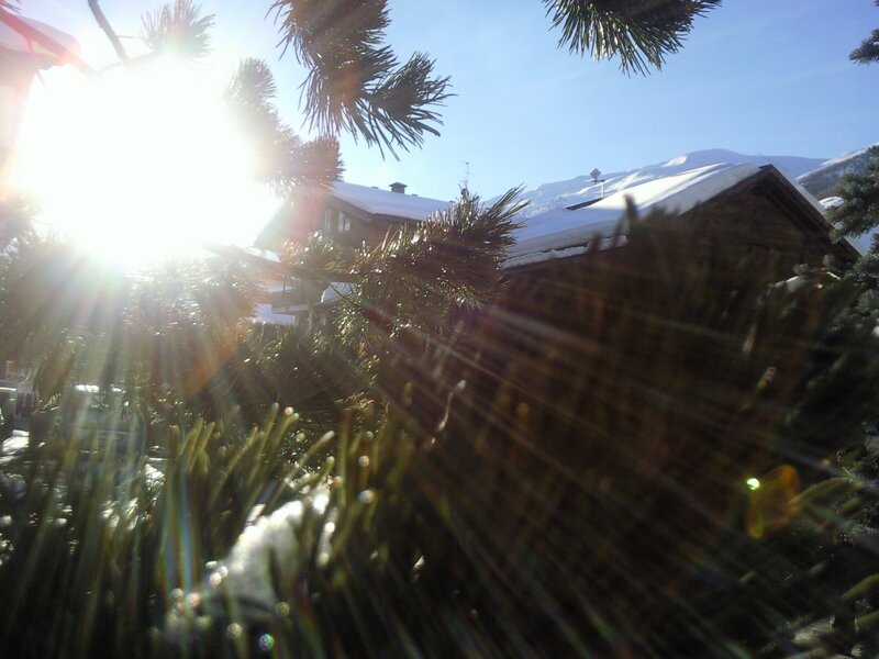Pine Branches in Snow