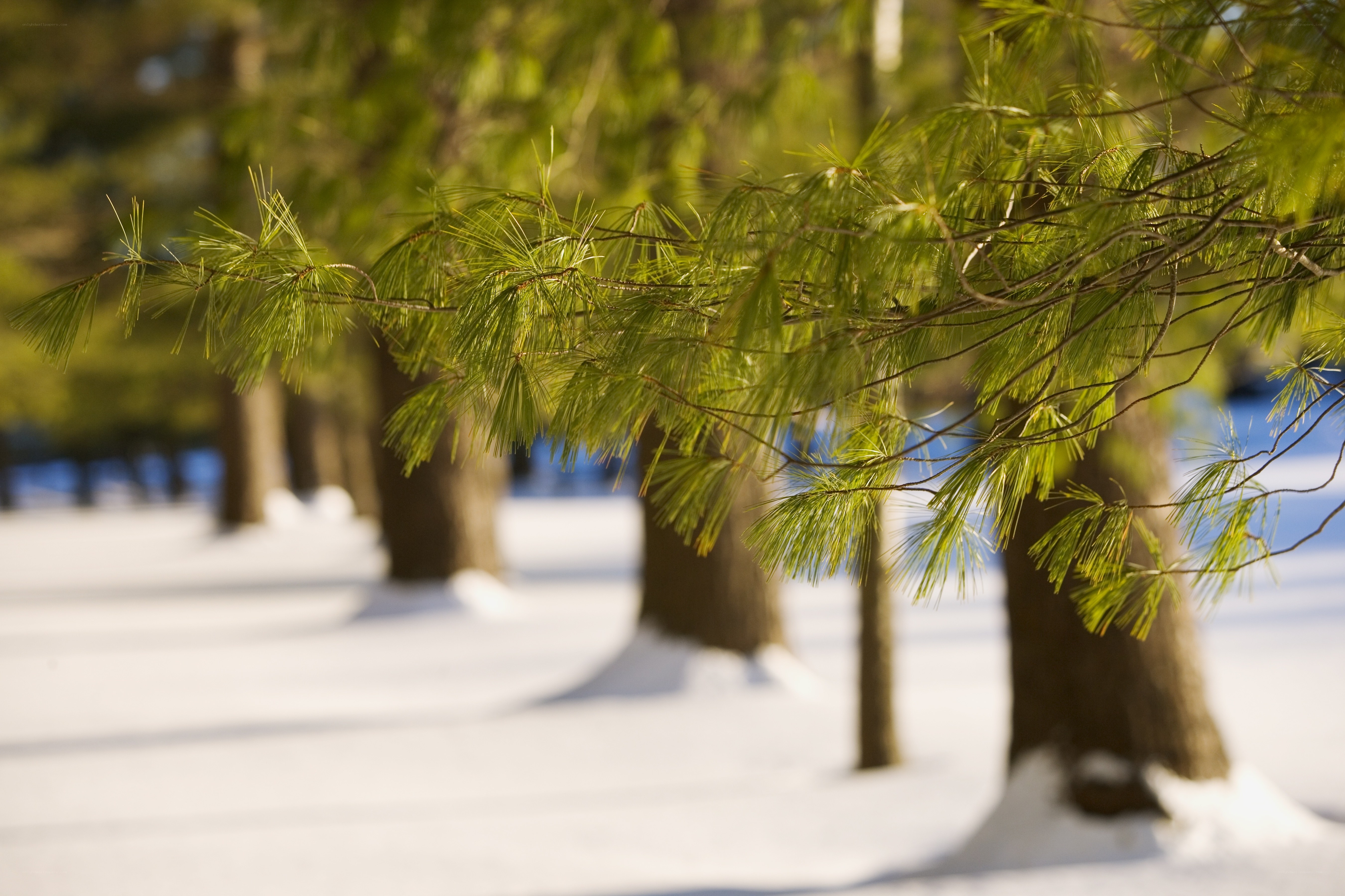 Pine branches in snowy forest