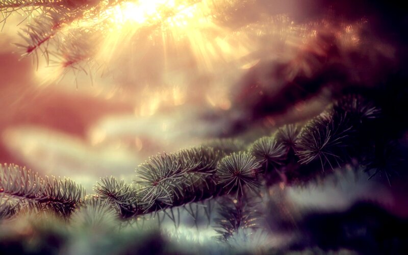 Pine Branches in Sunlight — Gold
