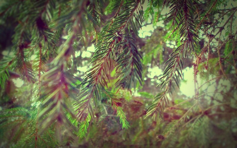 pine branches in sunlight
