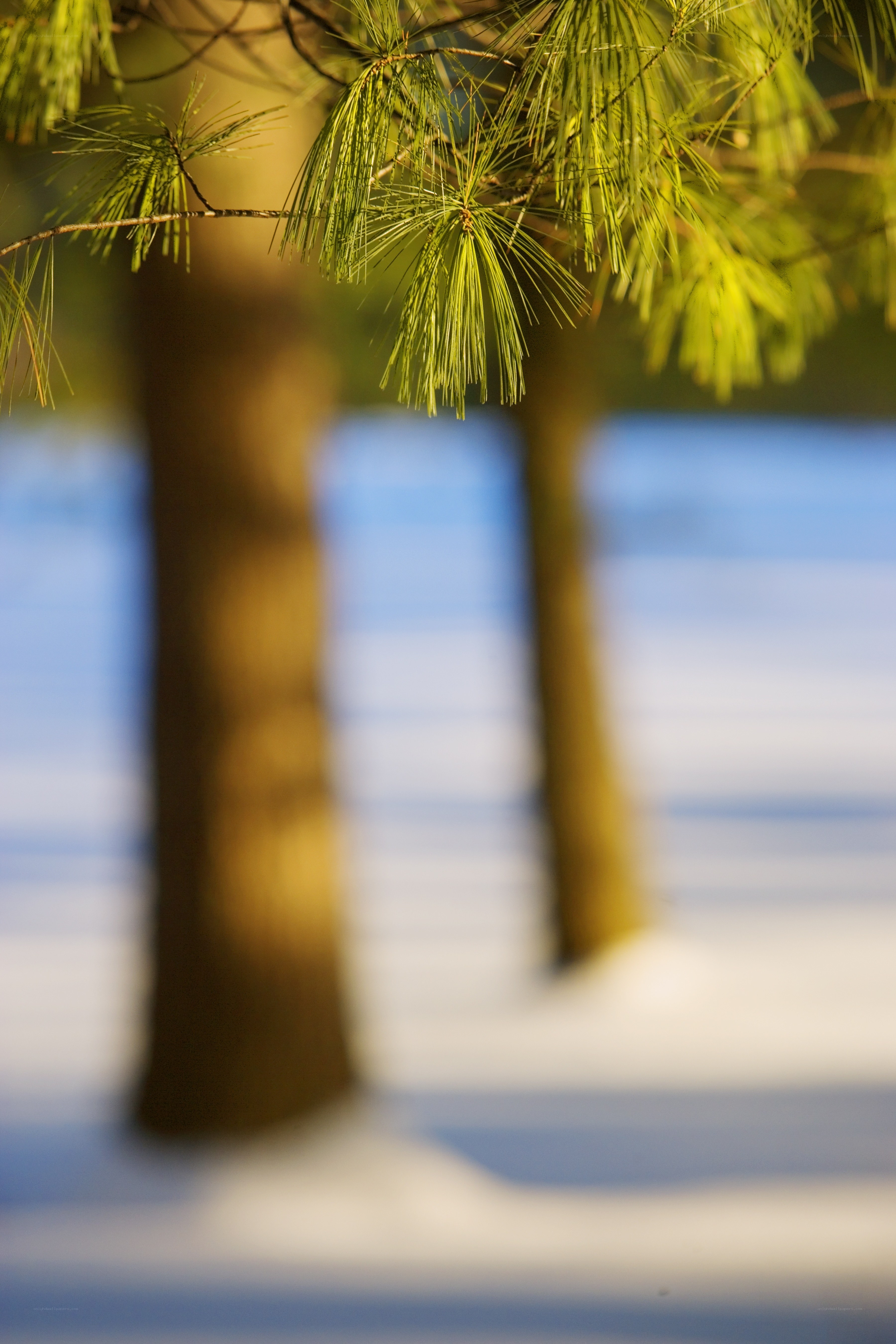Pine branches in winter light