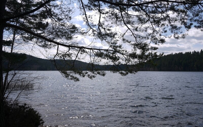 Pine branches over a lake